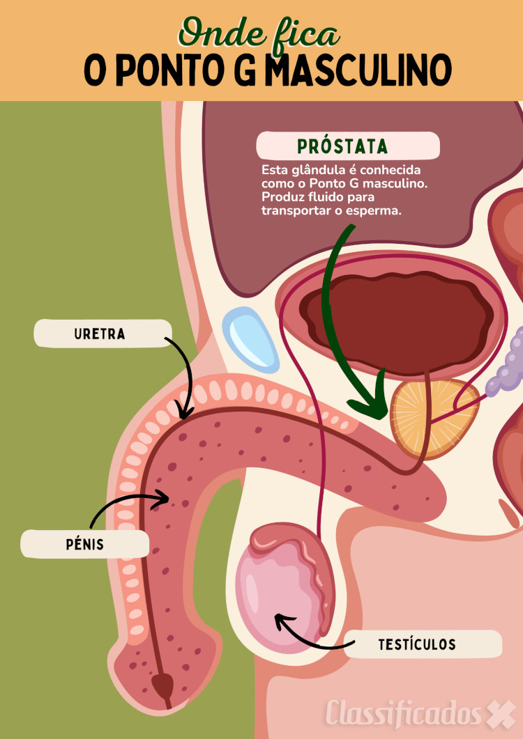 Onde fica ponto g masculino infografico